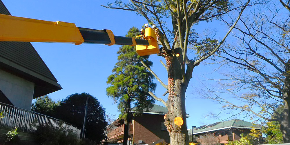 大木・高木・巨木・危険木の伐採