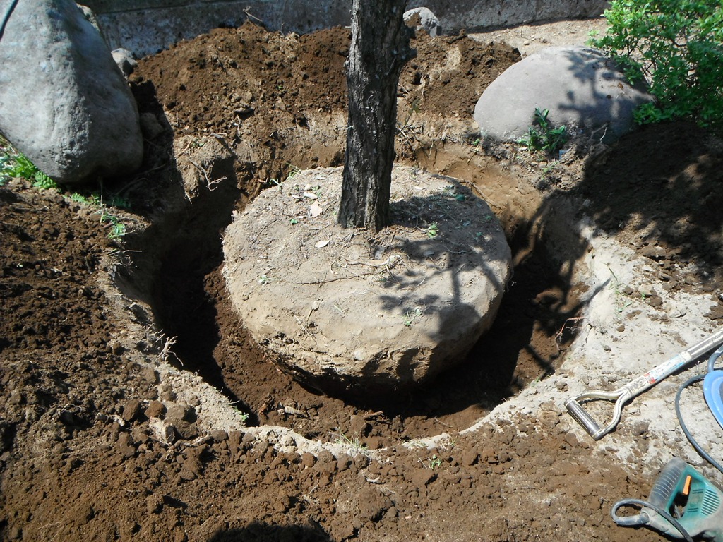 (庭木移植）船橋市