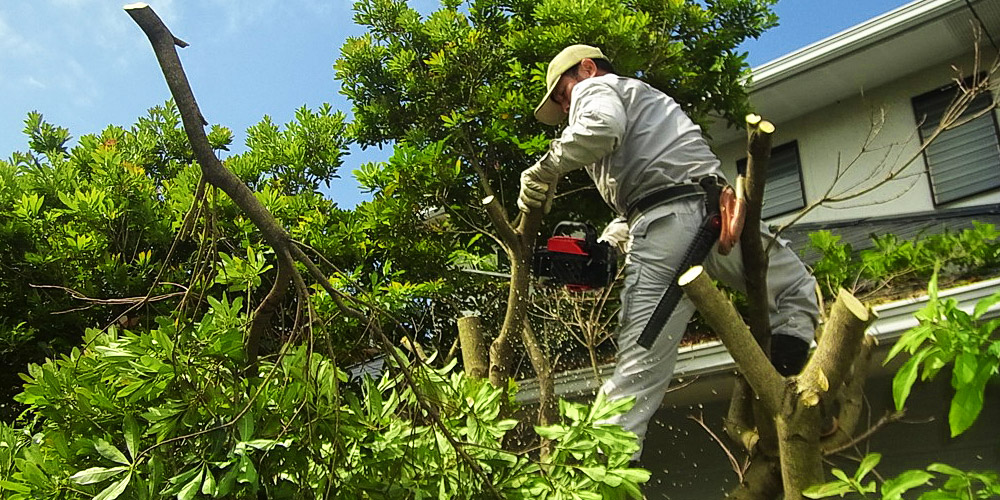 植木の伐採