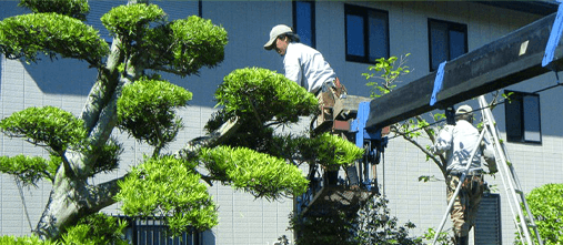 庭木の剪定 庭木の剪定